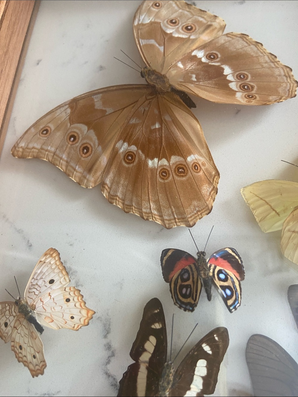 Vintage Real Butterfly Specimen Shadow Box Blue Morpho Wood Frame - Picture 10 of 12